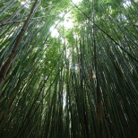 Bamboo forest, Haleakala National Park