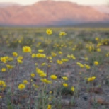 Super Bloom in Death Valley NP
